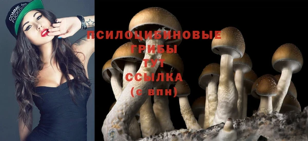 сатива Армянск